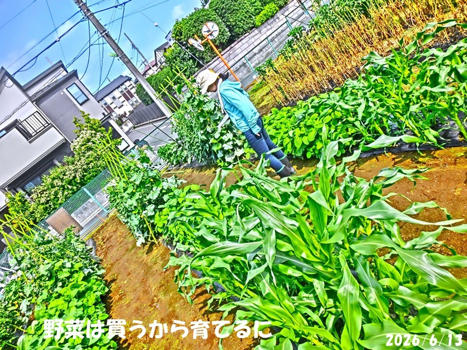 260613_農園_01
